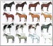Barvy koní
