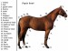 Popis koně